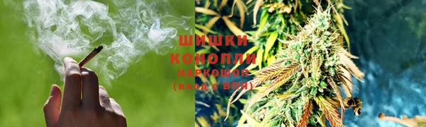 крисы Корсаков